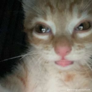 Meet your Posher, Amyy